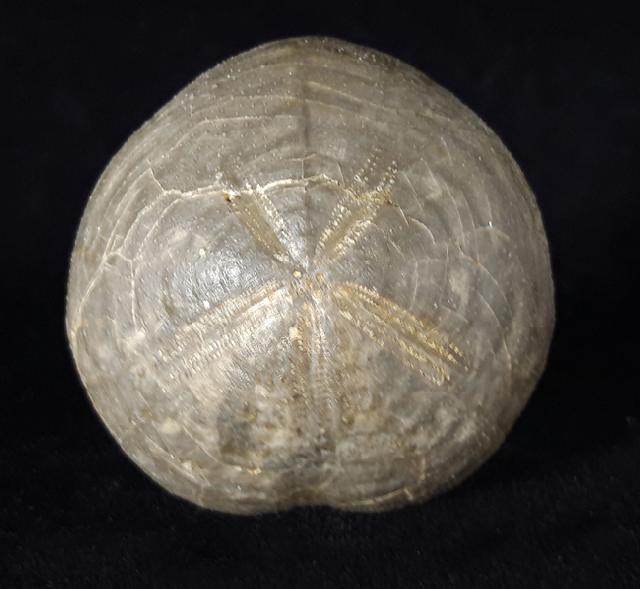 Micraster brevis DESOR in AGASSIZ & DESOR 1847 - Bild © FossNet FossilienStore